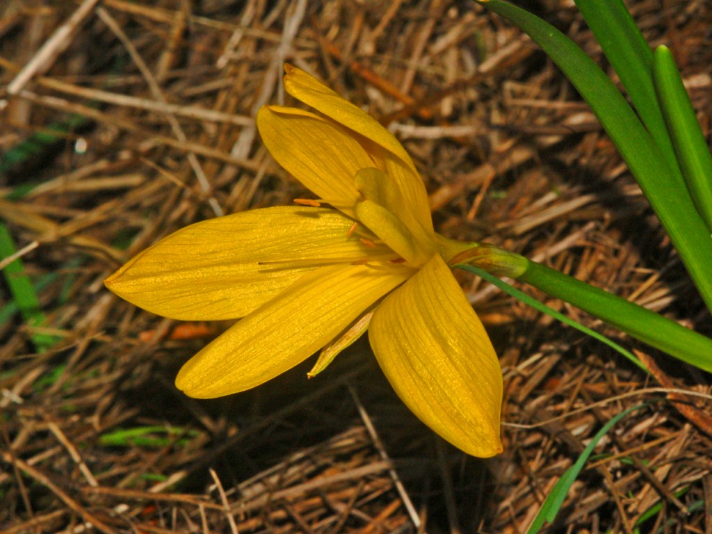 Sternbergia lutea